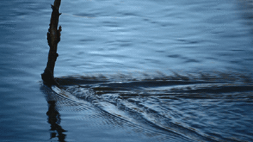 Keszthelyi György: Az üveghalak