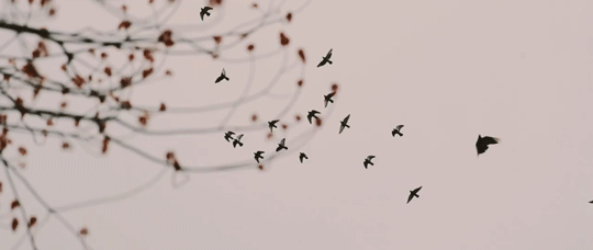 Maróti Ildikó: A madarakról és a zenéről