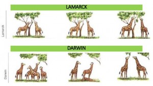 lamarck vs darwin