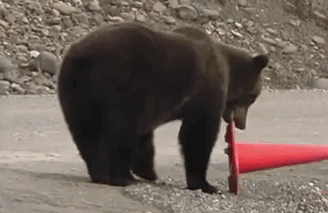 Maróti Ildikó: Miért csinálta ezt ez a medve?