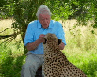 Ma 97 éves a természetvédelem lovagja, Sir David Attenborough!