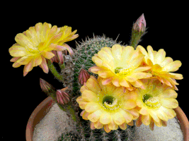 Kaktuszgyűjtők