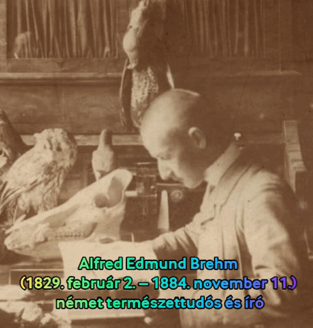 1829. február 2-án született ALFRED EDMUND BREHM német természettudós és író