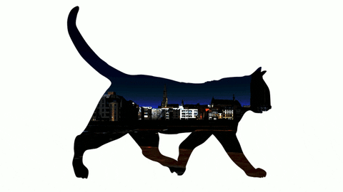 Barta Zsolt: Fekete macska